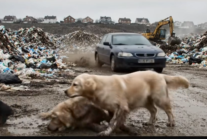M2512016_Kind Poor Man Rescues Dying Mother Dog and Her Helpless Puppies #animalrescue #dogrescue #puppyrescue #emotionalrescu_p