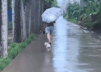 M0112011_#straydog #viralvideo #lonelydog #lovememode #spayandneuter #abandone…_part2