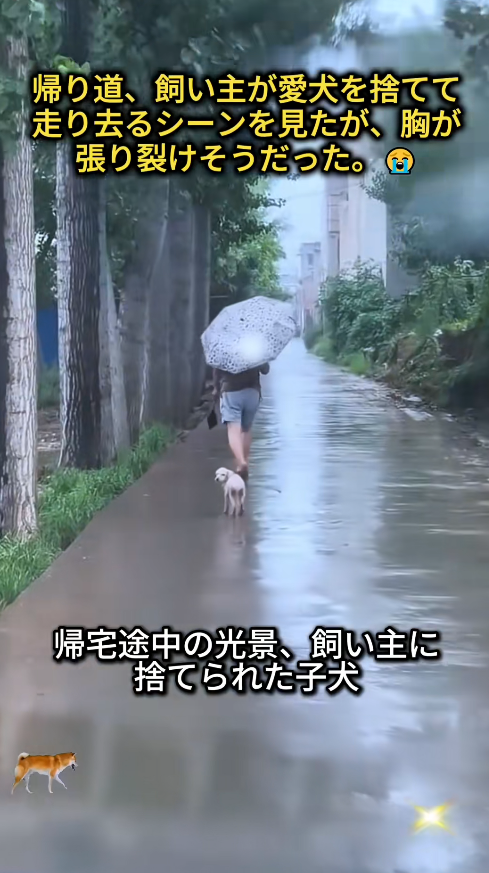 M0112011_#straydog #viralvideo #lonelydog #lovememode #spayandneuter #abandone…_part2