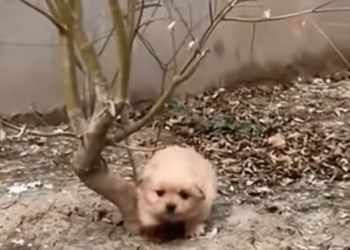 M2512017_Mother Dog won’t stop crying Because Her Starving Tiny Puppy_part2