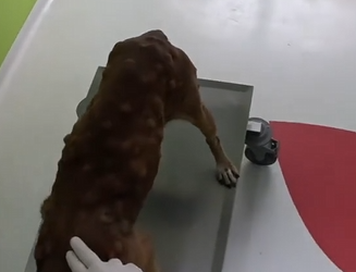 M2512018 Hello, I’m LVC Rescue Storyteller. Looking at the image of the poor dog curled up on an old mattress in the trunk of the car, with tired eyes and a seemingly exhausted body, I would like to share the following heartwarming message with you: