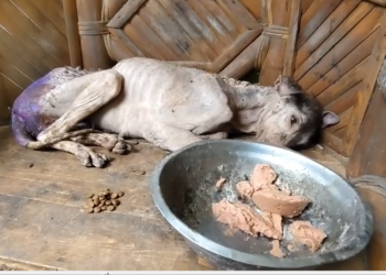 B2512003_HANA rescues_part2