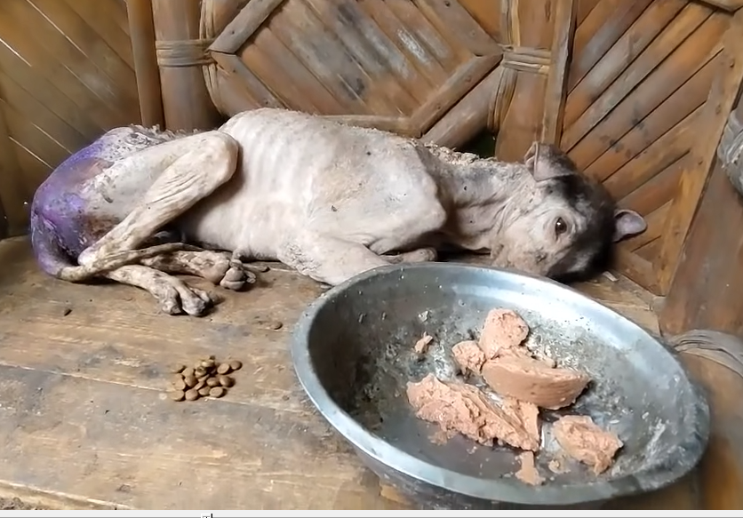 B2512003_HANA rescues_part2