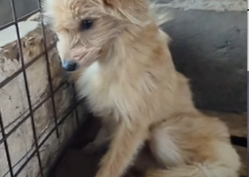 B2512006_𝐀𝐍𝐅𝐑𝐀𝐆𝐄𝐒𝐓𝐎𝐏𝐏 ❤️ 🆘 LIVE AUS DER TÖTUNG IN SMEENI 🆘 ‼️ bitte teilen ‼️ ❤️ RETTUNGSPATEN GESUCHT ❤_part2