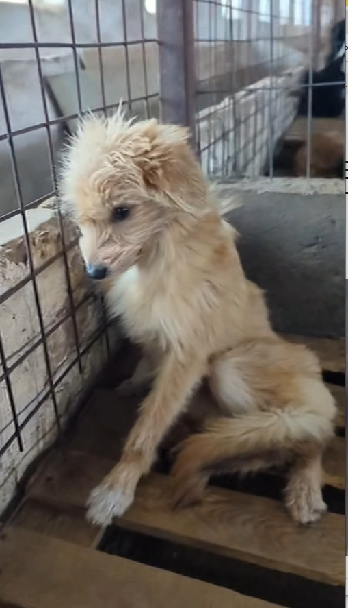 B2512006_𝐀𝐍𝐅𝐑𝐀𝐆𝐄𝐒𝐓𝐎𝐏𝐏 ❤️ 🆘 LIVE AUS DER TÖTUNG IN SMEENI 🆘 ‼️ bitte teilen ‼️ ❤️ RETTUNGSPATEN GESUCHT ❤_part2