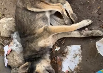 B2512004_Edit: Rescued. Madam Hanan Deebes: This dog has been in this condition for a week 💔 Paralyzed, blind, and toothless 💔 The one who eats him_part2