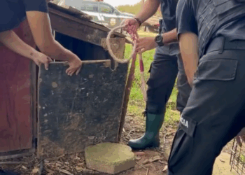 M0112013_#resgate #adoção #adocao #resgateanimal_part2