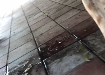 B1712007_As the dog excitedly chased after a cat, its head got trapped in the silencer._part2