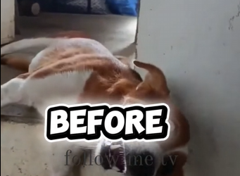 M2612001 Heto na si King Ngayon taos pusong pasasalamat sa lahat ng tumulong, Pet Lover’s Godbless #dog #talkingdog #folloPART2