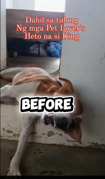 M2612001 Heto na si King Ngayon taos pusong pasasalamat sa lahat ng tumulong, Pet Lover’s Godbless #dog #talkingdog #folloPART2