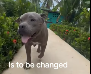 M2612003_Mr Big #rescue #dog #dogsrescue #adoptdontshop #tobelovedistob…_part2