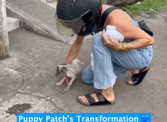 M2612004_gorgeous little puppy is caller Patch. Street Paws in Bali showi…_part2
