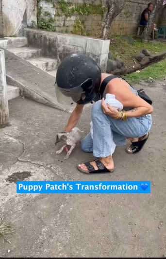 M2612004_gorgeous little puppy is caller Patch. Street Paws in Bali showi…_part2