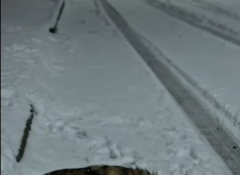 M2612005_Abandoned in a Snowstorm ❄️� Hero Saves Mother Dog & Her Tiny Puppies Just in Time �❤️ #animals #wildlife #rescue_par
