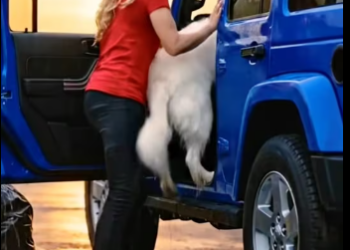 M2612006_Kind-Hearted Lady Rescues a Poor Dog on the Roadside in the Rain �️�✨ � Description In the pouring rain, a kind-he_p