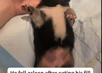 Mb2212022_scared barking of little dogcaught our attention, then….._part2