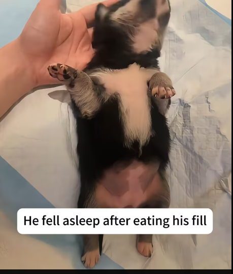 Mb2212022_scared barking of little dogcaught our attention, then….._part2