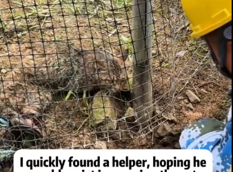 M2112007_Rescue cat #rescue #animals #adoptdontshop #petlover #cat #cutecat_part2