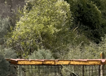 M0112015_two long years, Ringo knew only bars, silence, solitude. But_part2