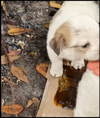 M2612008_Rescue puppy #rescue #rescueanimals #animals #a…_part2