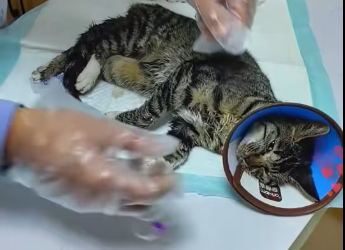 M2612009_cat was caught in trap struggled in air. kind person pa…_part2