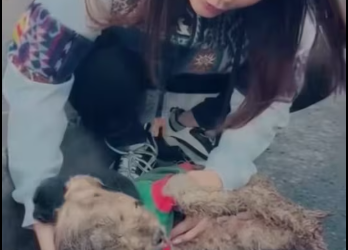 M2612010_Girl adopted family of dogs on road #animal #rescue #rescueanim…_part2