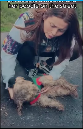 M2612010_Girl adopted family of dogs on road #animal #rescue #rescueanim…_part2