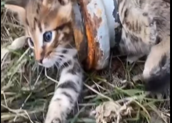 M2612011_Rescue kitty trapped in metal pipe #animals #fy #fyp #rescue_part2