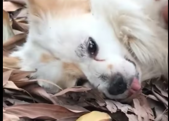 M2612013_On my way home work, suddenly woman stopped my car showed_part2