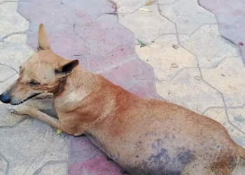 M2612014_Pregnant Mother Dog Victim of a Road Accident, All The Pups Died in the Belly._part2