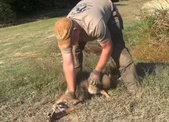 M2612015_couple rescued coyote had fallen into hunter trap, an…_part2