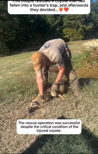 M2612015_couple rescued coyote had fallen into hunter trap, an…_part2