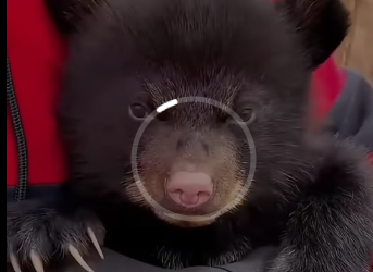 M2612016_Rescuing little bear who lost his mother drowning in river…_part2