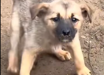 M2112009_#dogs #dogsoftiktok_part2