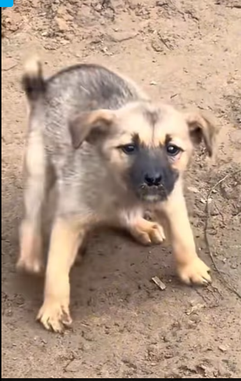 M2112009_#dogs #dogsoftiktok_part2