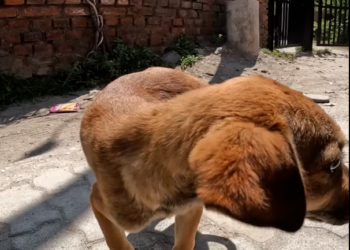 M2612017The adorable puppy has a large lump on its back leg joint! PART2