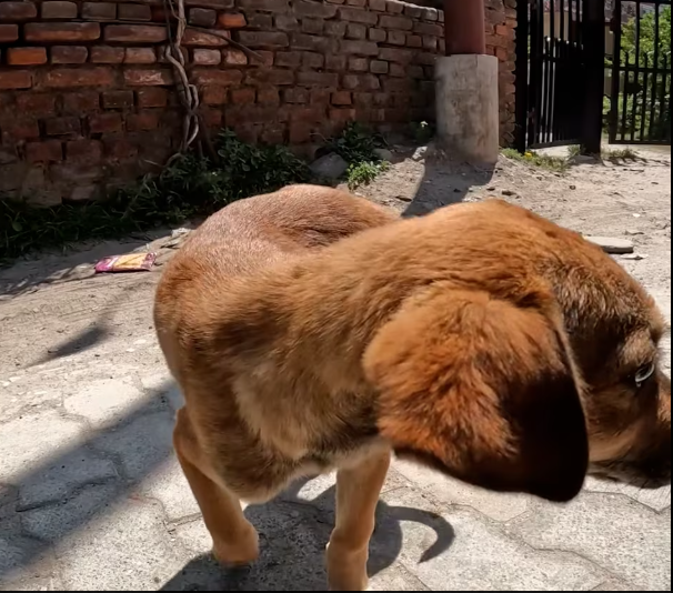 M2612017The adorable puppy has a large lump on its back leg joint! PART2