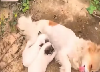 B2712003_#pestarasaakhirtahun_part2