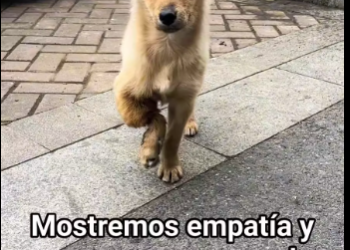 B2712007_Con amor y conciencia, aún puede recibir ayuda #PerrosConDiscapacidad #discapacidad #perros #ayuda #ayudaanimal_part2