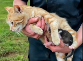 B2712011_Sick Mother Cat Finally Smiles After Rescue ❤️� One Tiny Baby Saved!_part2