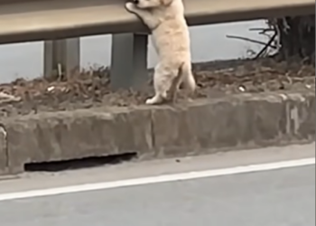 B2712010💔 He stood on the thin line between life and death, clinging to a fragile shred of hope on the highway. The world out there is too big, and he is just too small and alone. 😢🐾