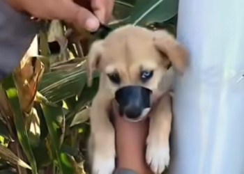 B2712008 Follow to see his incredible transformation.