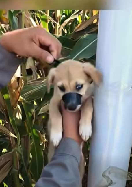 B2712008  Follow to see his incredible transformation.