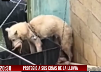 M2112008_ � #adnNoticiasPenínsula Este video conmovió a miles en redes � Una perrita protegía con