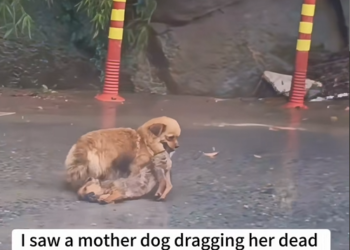 MAI 2812saw mother dog dragging her dead puppies through heavy rain._part2