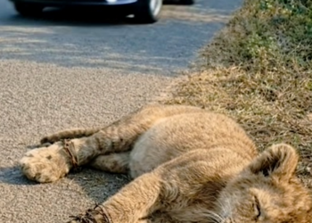 M2812008_Kind-Hearted Man Rescues a Poor Unconscious Lion Cub on the Road Near the Forest 🐾✨_part2