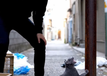 M2812007_Brave Labrador Retriever Rescues Chained Kitten – Man Follows It and Helps Save the Kitten #labradorretriever #dogres_part2