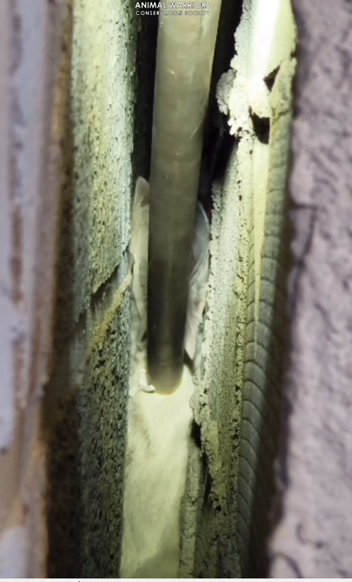 M2812006_Cat got stuck in between walls Tactical Rescue AWCS Hyderabad We @awcs_org are an animal welfare NGO based out of Hy_part2