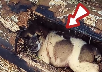 M2812005_While I was exercising, I discovered a puppy hiding in a fallen tree stump by the roadside. It seemed very shy_part2