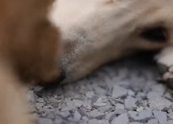 M2812004_The Puppy Who Went Hungry So His Mother Could Eat 💔🐾 Rescue Animal_part2